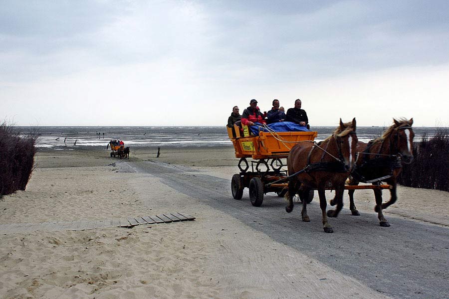 Wattwandern in Cuxhaven Duhnen Döse und Sahlenburg